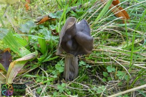 Helvella lacunosa (2)